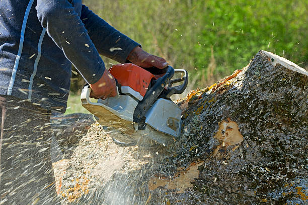 Best Commercial Tree Removal  in USA